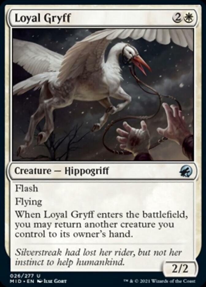 Loyal Gryff [Innistrad: Midnight Hunt] | Gaming Infinity